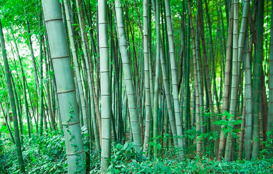国内建筑用得竹子 哪类竹子才恰到好处地符合竹建筑项目呢?